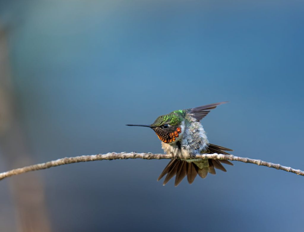 Bird Observation-Ruby-Throated Hummingbird